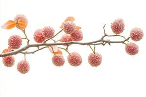 A branch with small pink fruits on it photo
