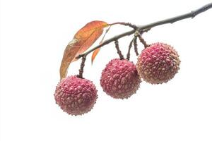 Three lychees on a branch with leaves photo