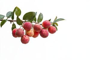 A branch of lychee fruit on a white background photo