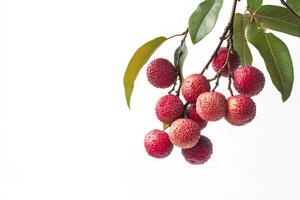 A branch of lychee fruit with leaves and fruit photo