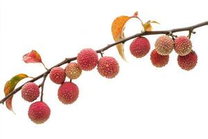 A branch with red fruits on it photo