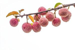 A branch of lychee fruit on a white background photo