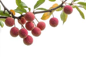 A branch of lychee fruit on a white background photo