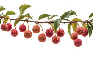 A bunch of litchi fruit hanging from a branch photo