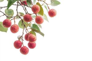 A branch of lychee fruit on a white background photo