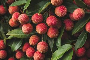 A bunch of lychees hanging from a tree photo