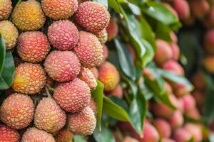 A bunch of lychees hanging from a tree photo