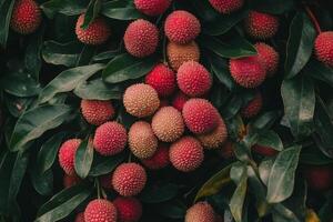 A bunch of red and green fruit hanging from a tree photo
