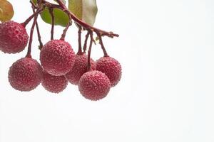 A bunch of red berries on a branch photo