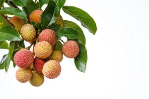 A bunch of lychees on a branch photo