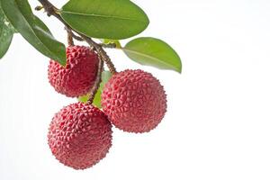 Three red fruits are on a branch photo