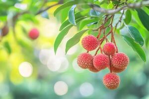 Fresh lychee fruit on tree with blurred background photo