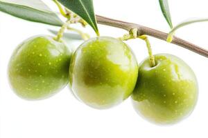 Three green olives are hanging from a branch photo