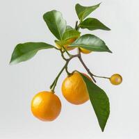 Orange tree with leaves and fruit on white background photo