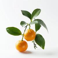 Two oranges are on a white background photo