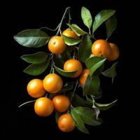 A bunch of oranges on a black background photo