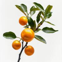 Orange tree branch with leaves and fruit photo