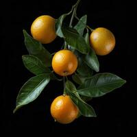 A bunch of oranges on a branch with leaves photo