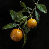 Two oranges are hanging from a branch photo
