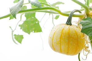 A yellow squash plant with green leaves photo