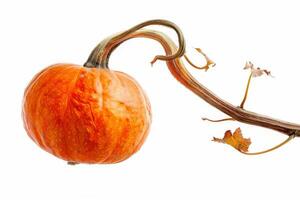 A pumpkin with leaves hanging from it photo