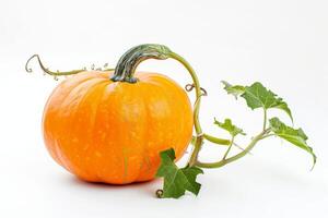 A pumpkin with leaves on it photo