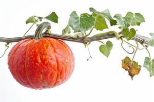 A red pumpkin on a vine with leaves photo