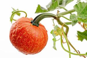 A large orange pumpkin on a vine photo