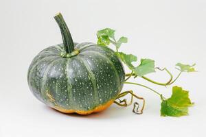 A green pumpkin with leaves on it photo