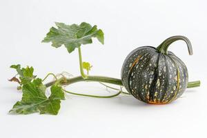 A small pumpkin with leaves on a white background photo