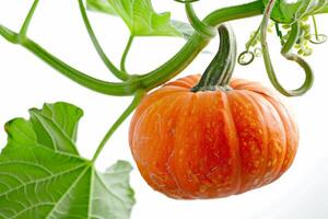 A pumpkin hanging on a vine with leaves photo