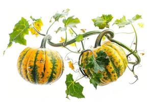 Two pumpkins with leaves on a vine photo