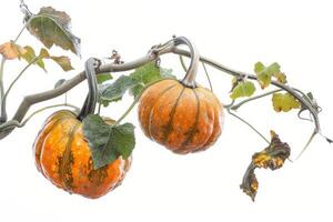 Two pumpkins hanging from a branch on a white background photo