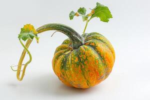 A small pumpkin with green leaves on it photo