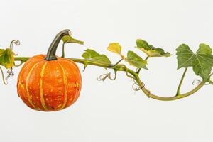 A pumpkin is hanging from a vine with leaves photo