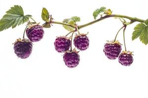 A bunch of raspberries on a branch photo