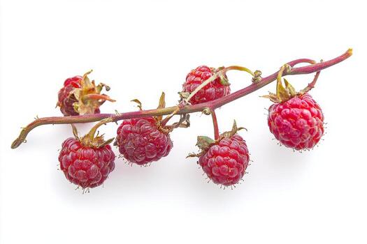 Raspberries on a white background photo