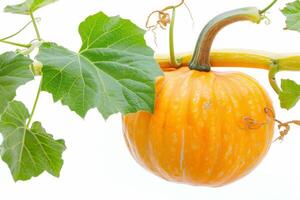 A pumpkin is hanging from a vine with leaves photo