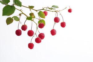 Raspberries on a branch photo