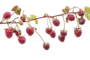 Raspberries on a branch photo