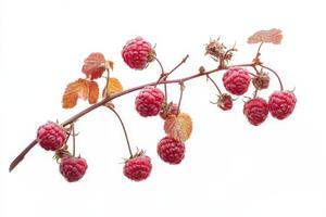 Raspberries on a branch with leaves and leaves photo