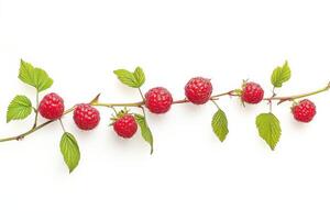 Raspberries on a branch photo