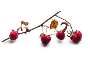 Raspberries on a branch photo