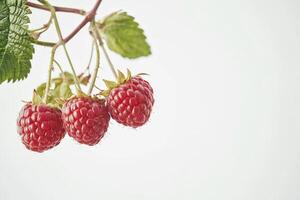 Raspberries on a branch photo