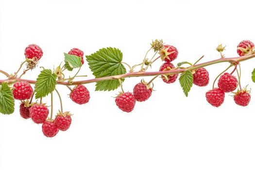 Raspberries on a branch photo