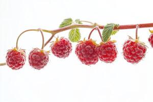 Raspberries on a branch photo