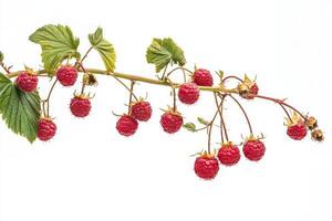 Raspberries on a branch with leaves and green leaves photo