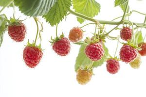 Raspberries on a branch photo