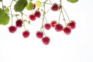 Raspberries on a branch photo