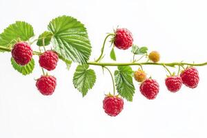 Raspberries on a branch with leaves photo